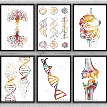 Dnr Dvigubos Spiralės DNR Spiralės Formą Medžio Dvigubos Spiralės Alkūnė Moterų Raumenų Anatomijos, Medicinos ir Mokslo Drobės Plakatas