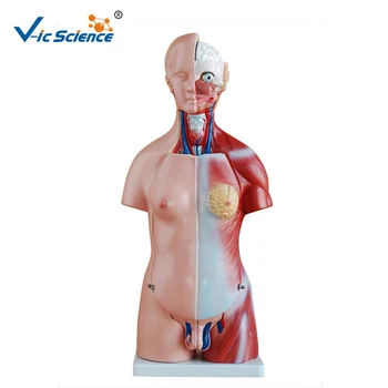 Karšto Pardavimo 45cm Medicinos Anatomijos Žmogaus Organų Modelio 23 dalių, Mokymo Studentams