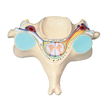 Medicinos Mokslo Penktojo Kaklo Slankstelio vidurį, taip pat Nugaros Smegenų ir Stuburo Nervų Modelis