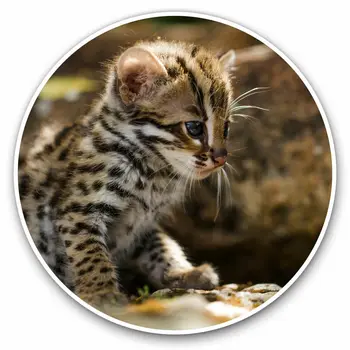 S61735 # Baby Leopard Cat Kitten lipnios Decal Automobilių Lipdukas Vandeniui Auto Dekoro ant Bamperio Galinio Lango Nešiojamas kompiuteris